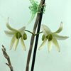 Dendrobium moniliforme Ryokuho
